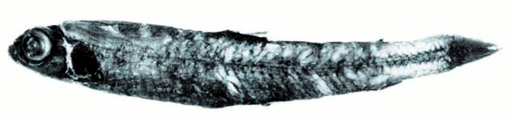 Nansenia ibérica_02.jpg